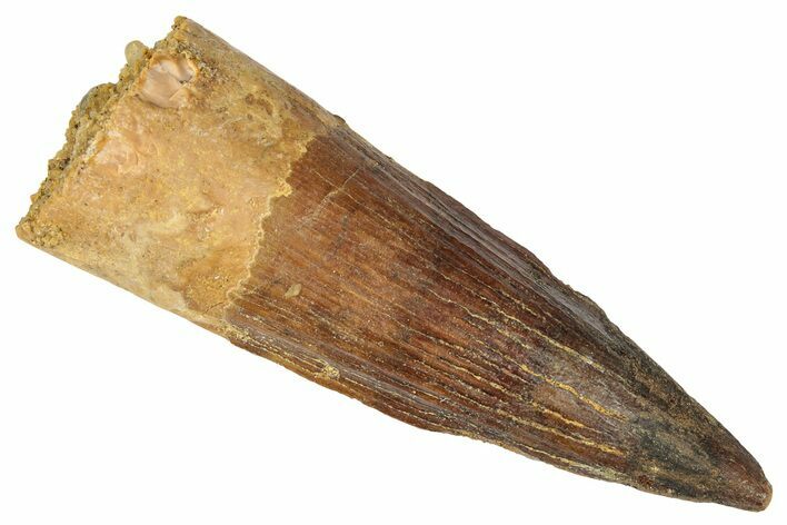 Real Fossil Spinosaurus Tooth - Restored Tip #346316